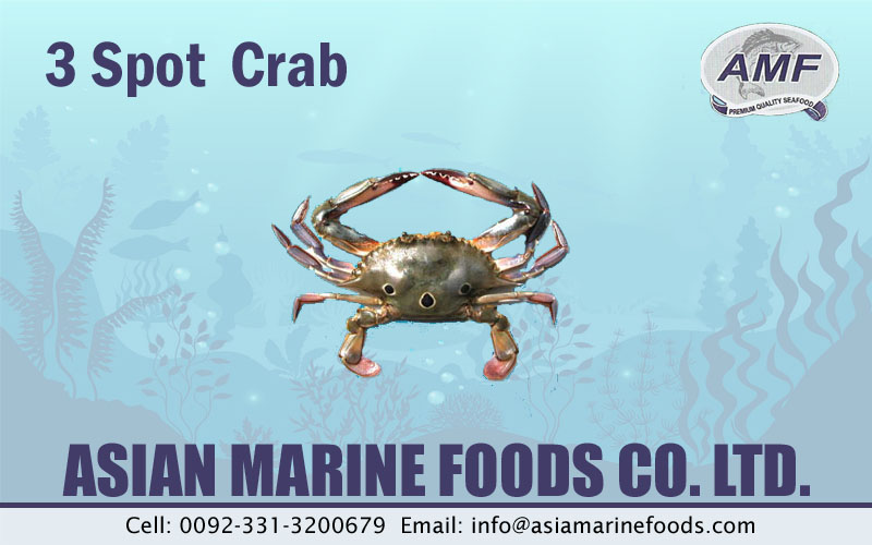 3-Spot Crab Exporter Pakistan