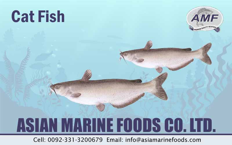 Catfish Exporter Pakistan