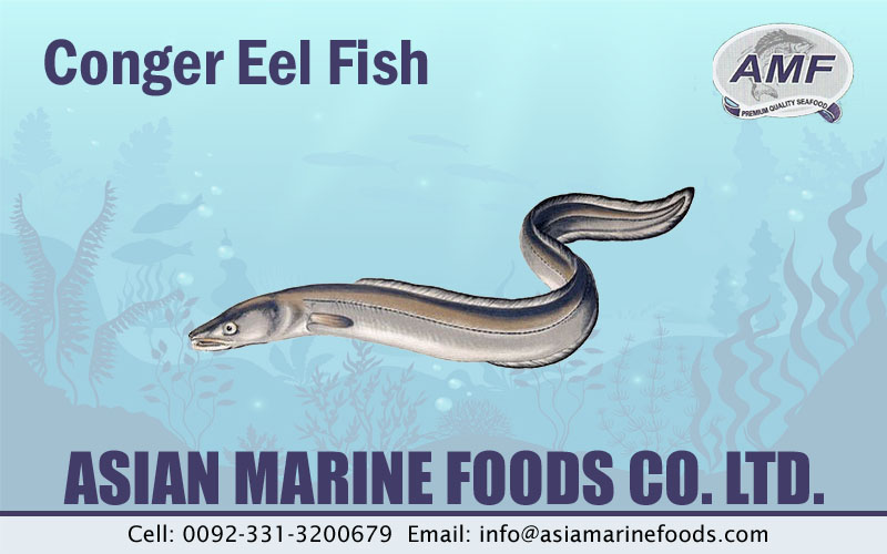Conger Eel Fish Exporter Pakistan