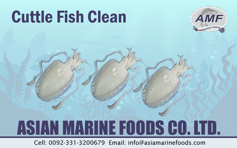 Cuttlefish Clean Exporter Pakistan