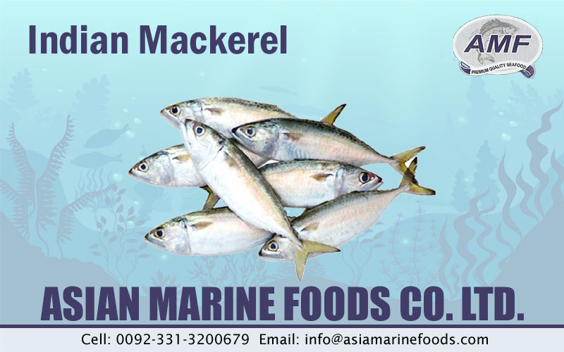 Indian Mackerel Exporter Pakistan