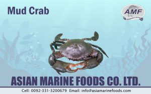 Mud Crab Exporter Pakistan