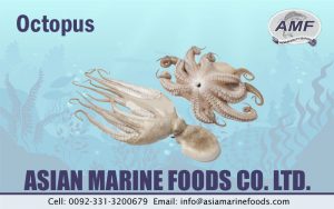 Octopus Exporter Pakistan