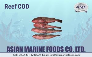 Reef COD Fish Exporter Pakistan