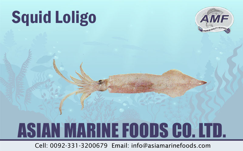 Squid Loligo Exporter Pakistan