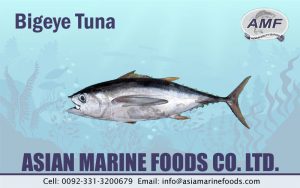 Bigeye Tuna Exporter Pakistan