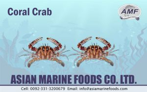 Coral Crab Exporter Pakistan
