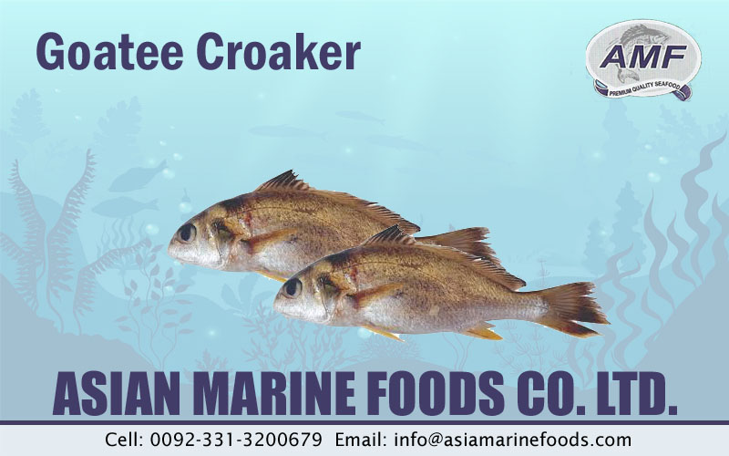 Goatee Croaker Exporter Pakistan