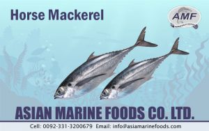 Horse Mackerel Exporter Pakistan