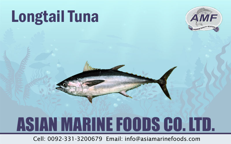 Longtail Tuna Exporter Pakistan