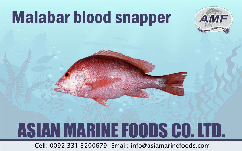 Malabar Blood Snapper Exporter Pakistan