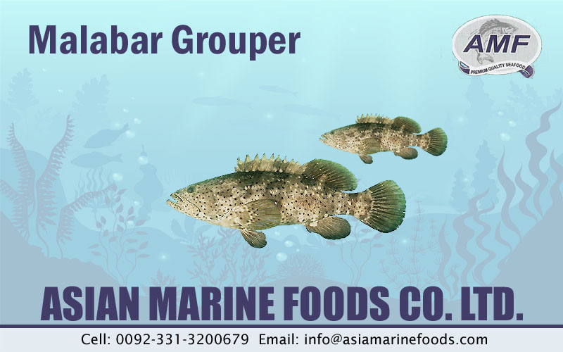 Malabar Grouper Exporter Pakistan