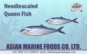 Needlescaled Queenfish Exporter Pakistan