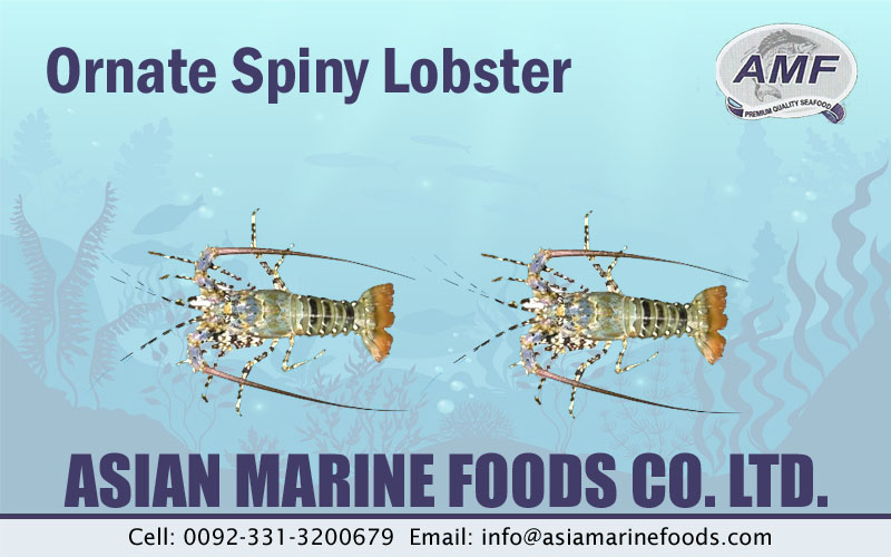 Ornate Spiny Lobster Exporter Pakistan