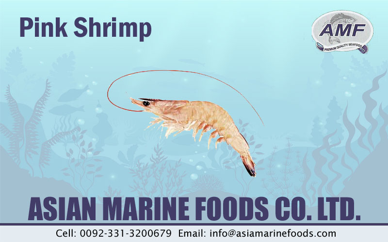 Pink Shrimp Exporter Pakistan 