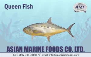 Queen Fish Exporter Pakistan