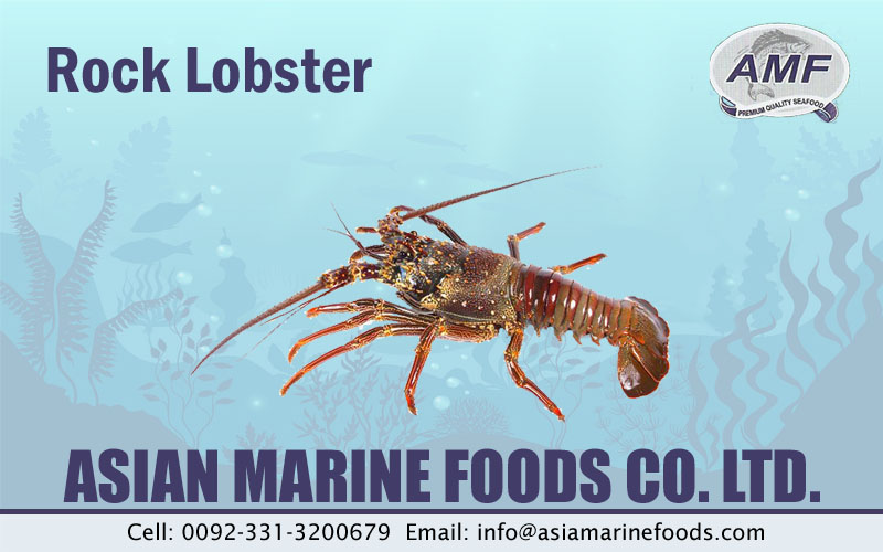Rock Lobster Exporter Pakistan