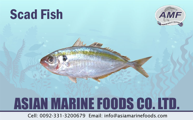 Scad Fish Exporter Pakistan