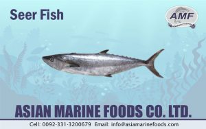 Seer Fish Exporter Pakistan