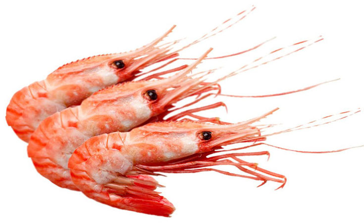 Shrimps Exporter Pakistan