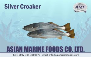 Silver Croaker Exporter Pakistan