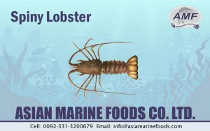 Spiny Lobster Exporter Pakistan