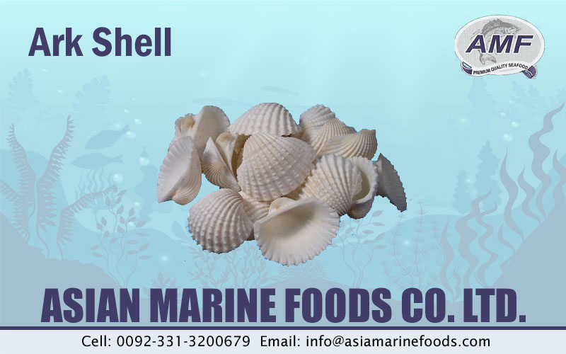 Ark Shell Exporter Pakistan