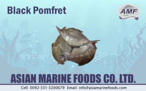 Black Pomfret Exporter Pakistan