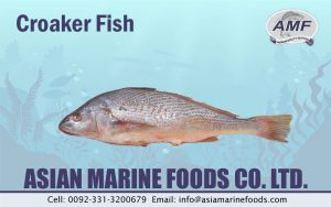 Croaker Fish Exporter Pakistan