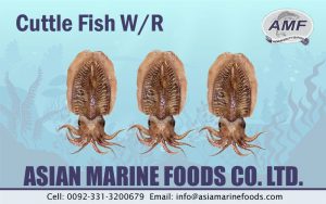 Cuttlefish WR Exporter Pakistan