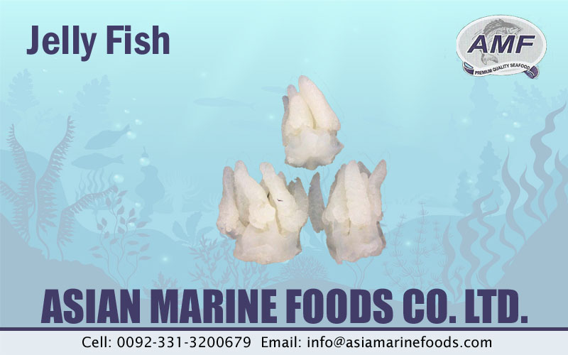 Jellyfish Exporter Pakistan