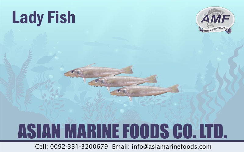 Lady Fish Exporter Pakistan