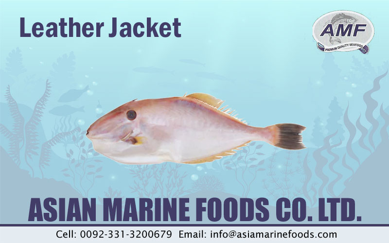 Leather Jacket Fish Exporter Pakistan