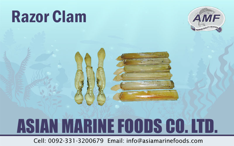 Razor Clam Exporter Pakistan