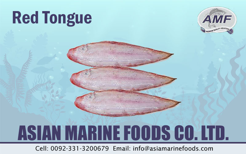 Red Tongue Sole Fish Exporter Pakistan