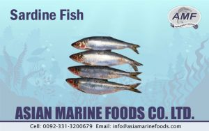 Sardine Exporter Pakistan