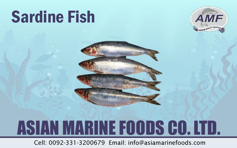 Sardine Exporter Pakistan