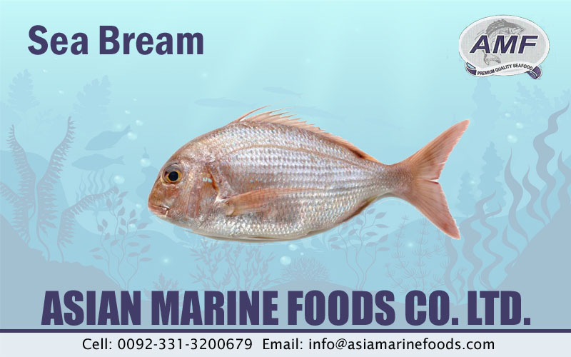 Sea Bream Exporter Pakistan