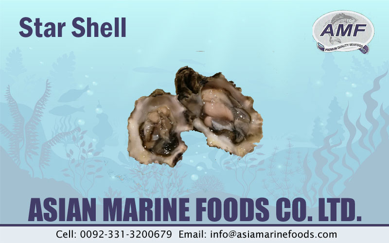 Star Shell Exporter Pakistan