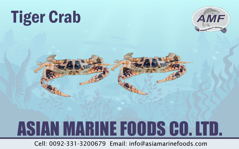 Tiger Crab Exporter Pakistan