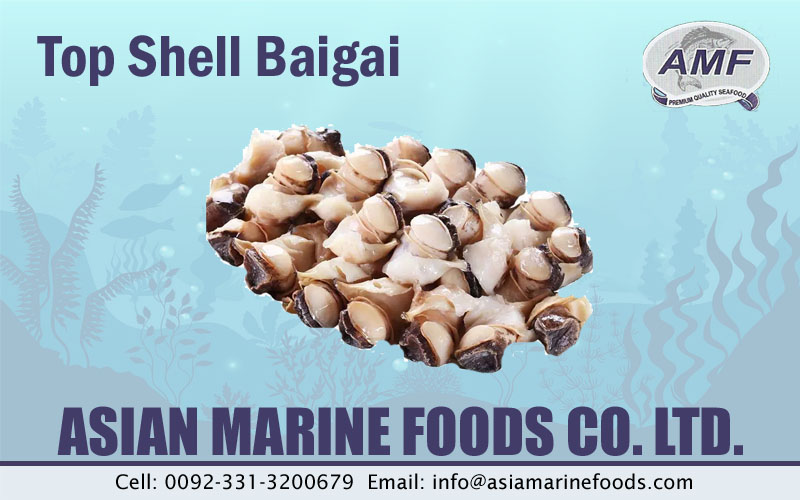 Top Shell/Baigai Exporter Pakistan