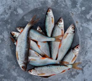 Best Seafood Packer and Exporter Karachi Pakistan