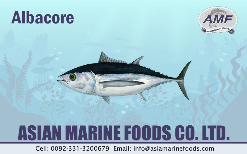 Albacore Exporter Pakistan