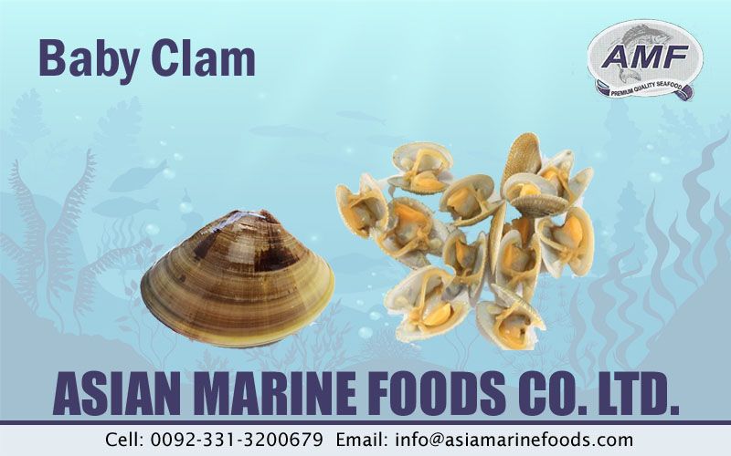 Baby Clam Exporter Pakistan