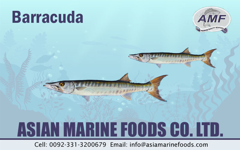 Barracuda Exporter Pakistan