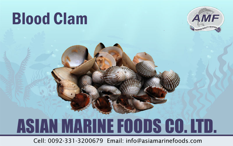 Blood Clam Exporter Pakistan