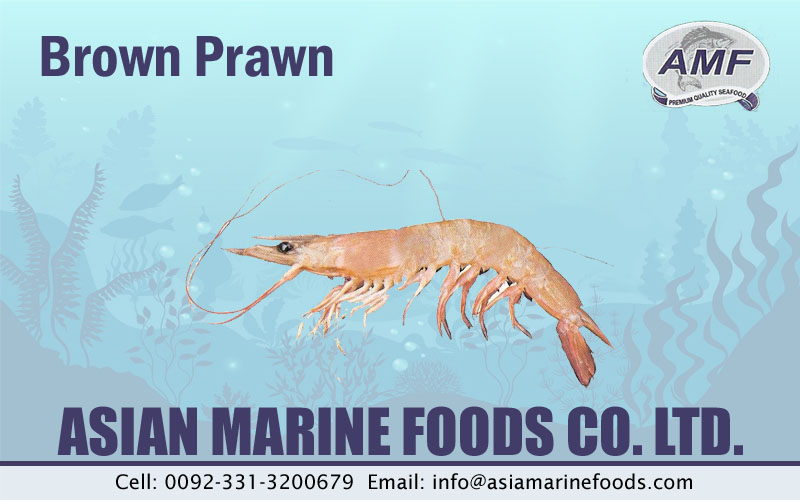 Brown Prawn Exporter Pakistan