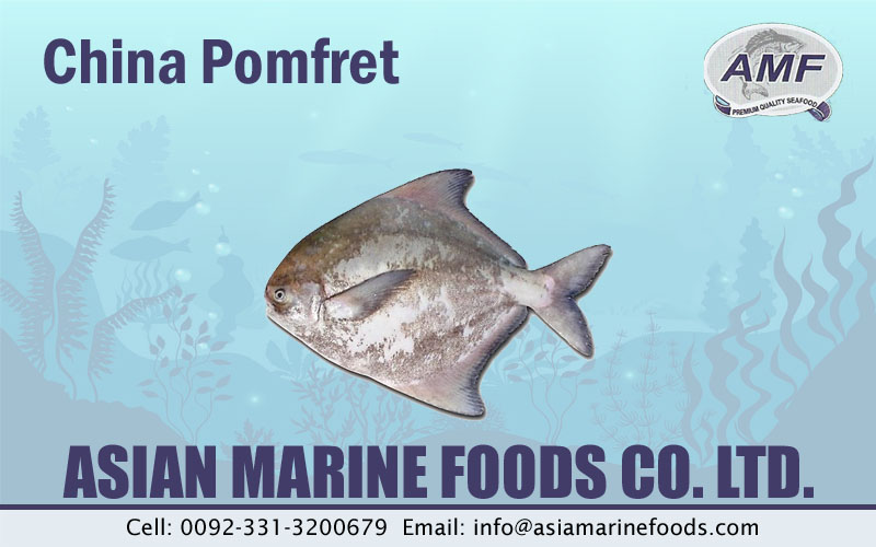 Chinese Pomfret Exporter Pakistan