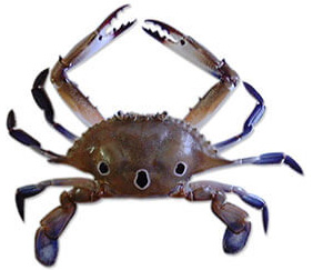 Crabs Exporter Pakistan