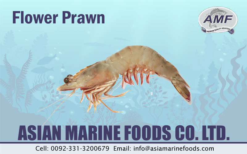 Flower Prawn Exporter Pakistan